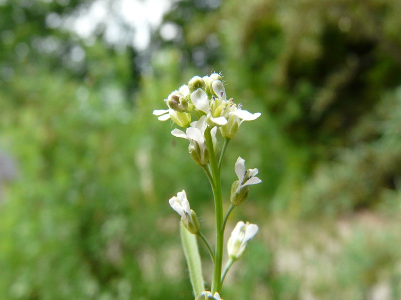 Lepidium sativum 2