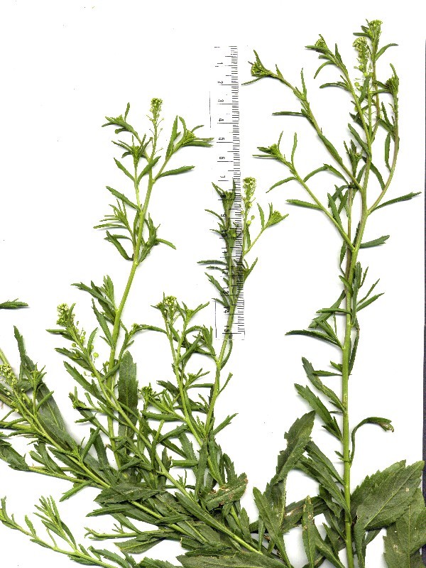 Lepidium virginicum 1