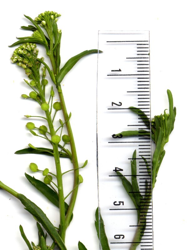 Lepidium virginicum 2