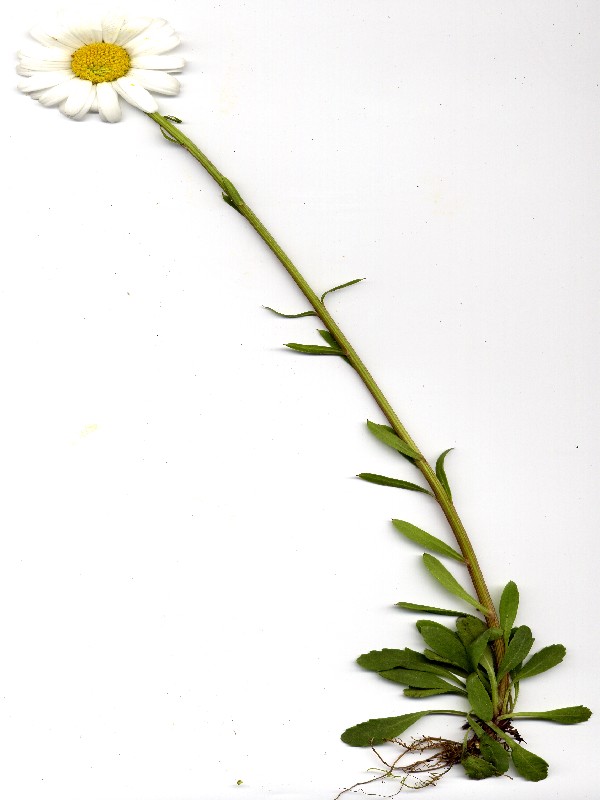 Leucanthemum ircutianum 1
