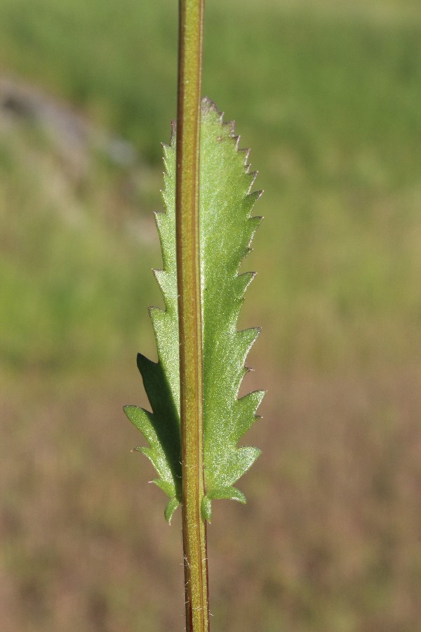 Leucanthemum ircutianum 2