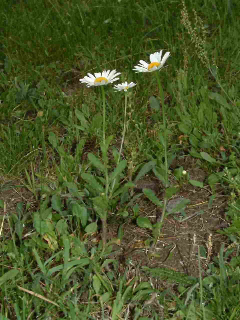 Leucanthemum vulgare 1