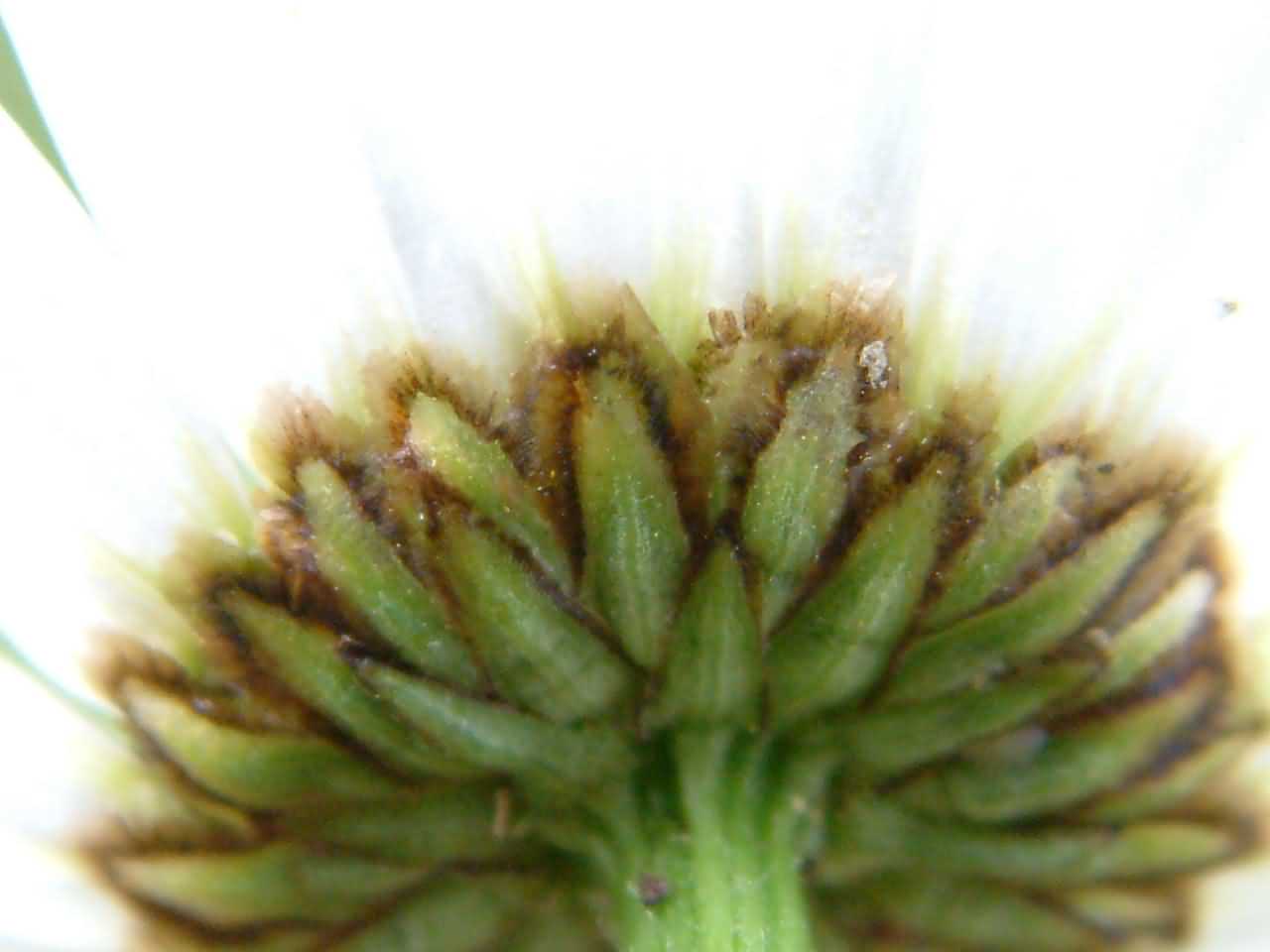Leucanthemum vulgare 2