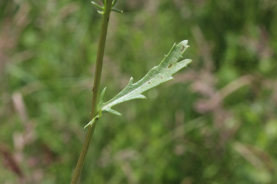 Leucanthemum vulgare 3