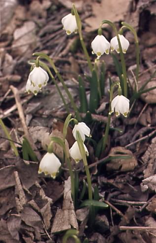 Leucojum vernum 1