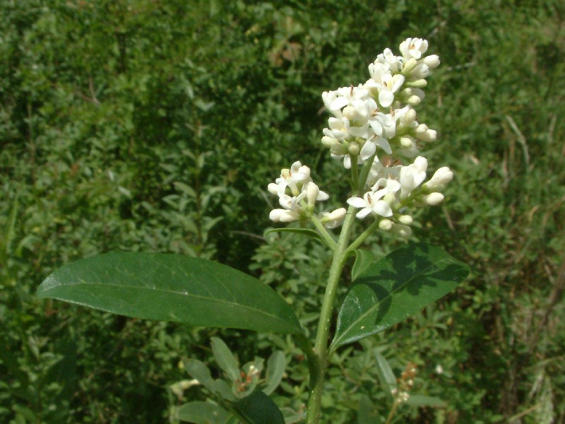 Ligustrum vulgare 1