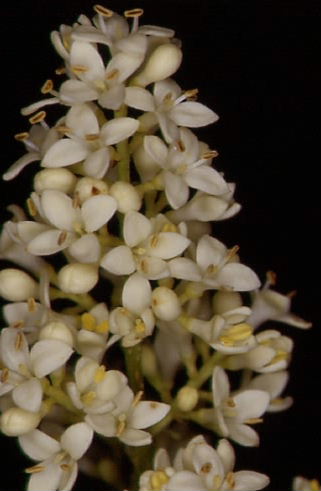 Ligustrum vulgare 1