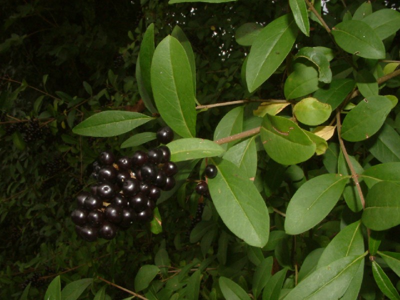 Ligustrum vulgare 3