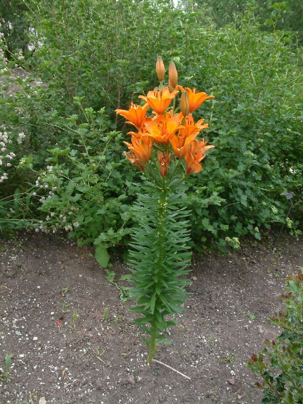 Lilium bulbiferum 1