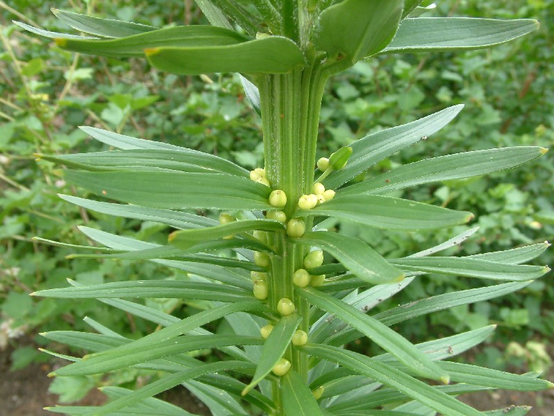 Lilium bulbiferum 3