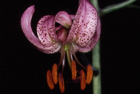 Lilium martagon 1