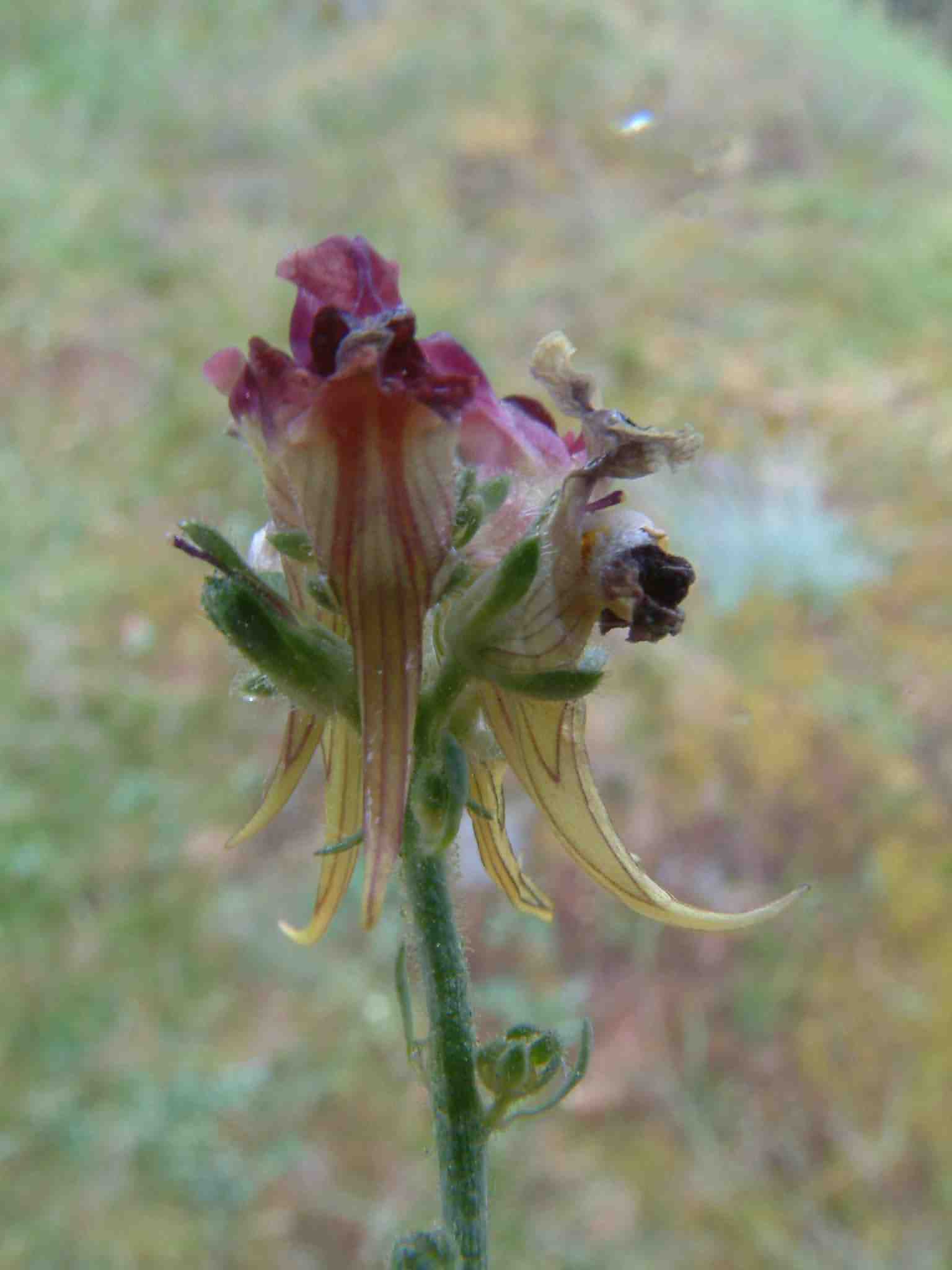 Linaria arvensis 1