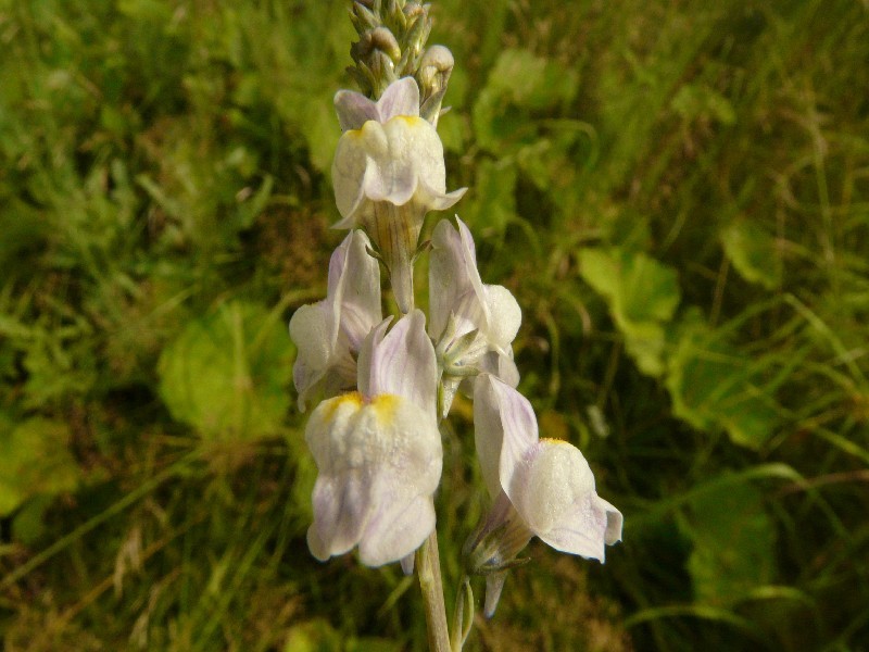 Linaria repens 2