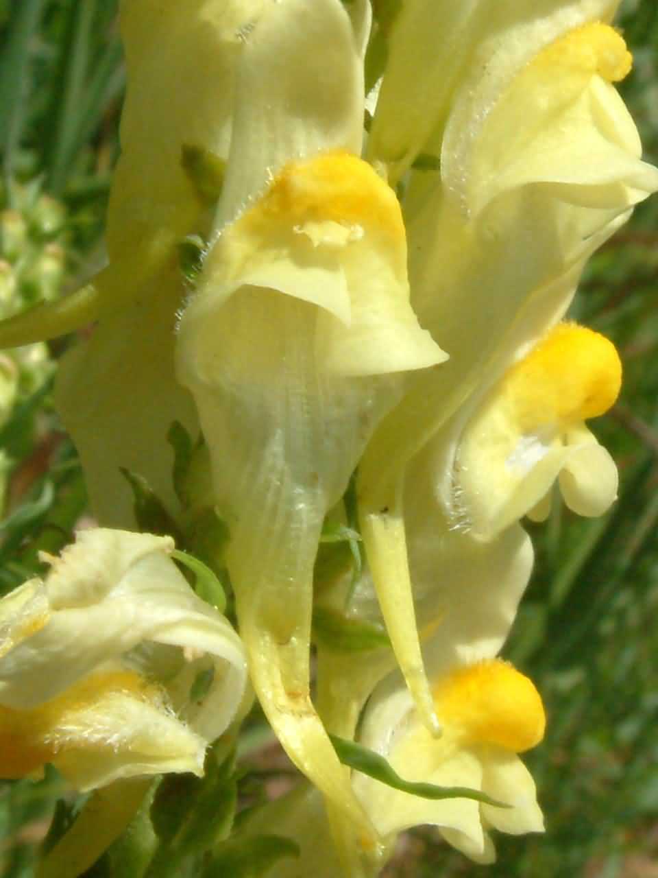 Linaria vulgaris 2