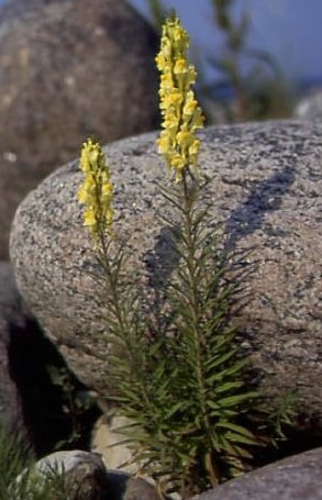 Linaria vulgaris 1