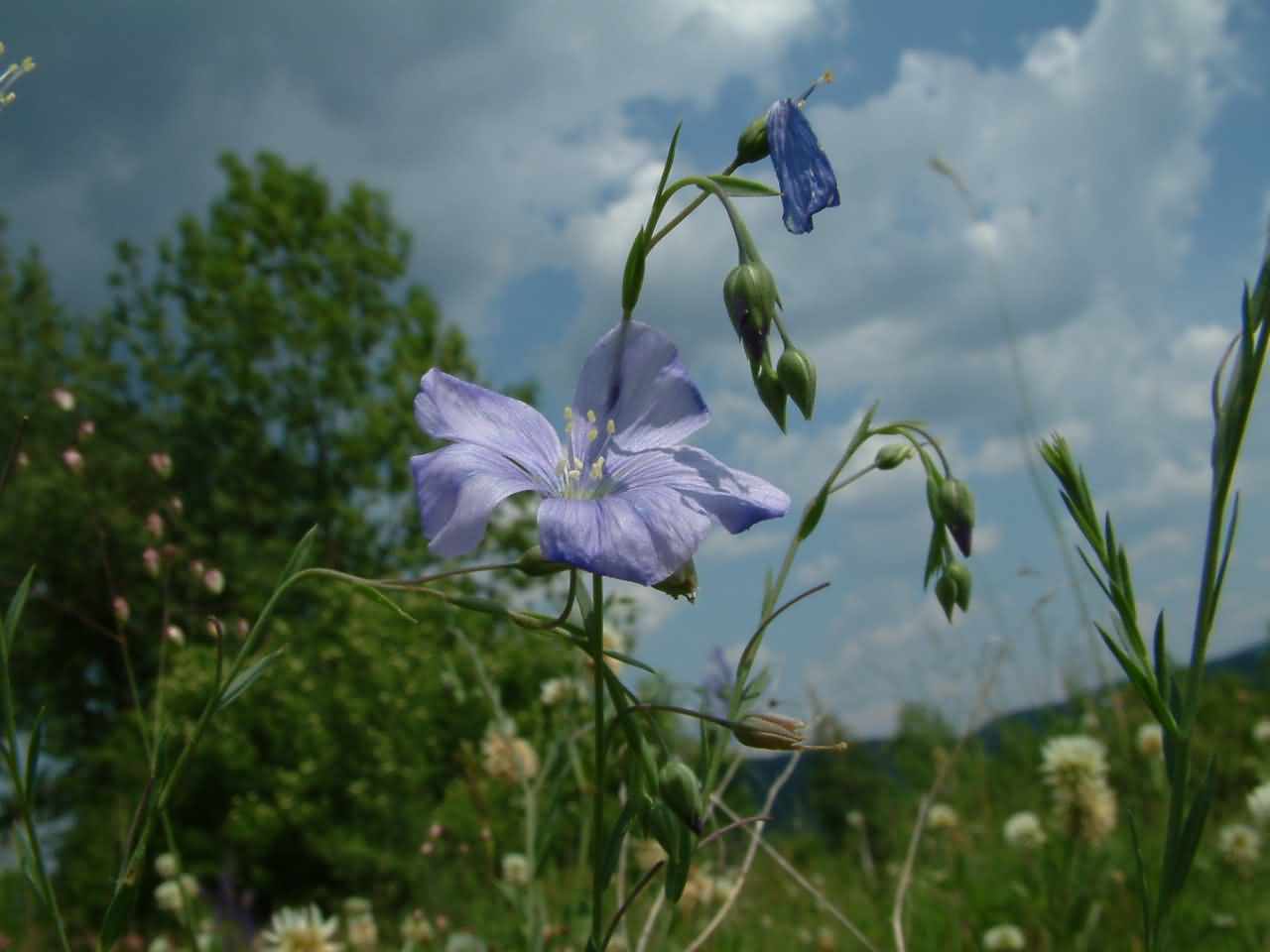 Linum austriacum 1