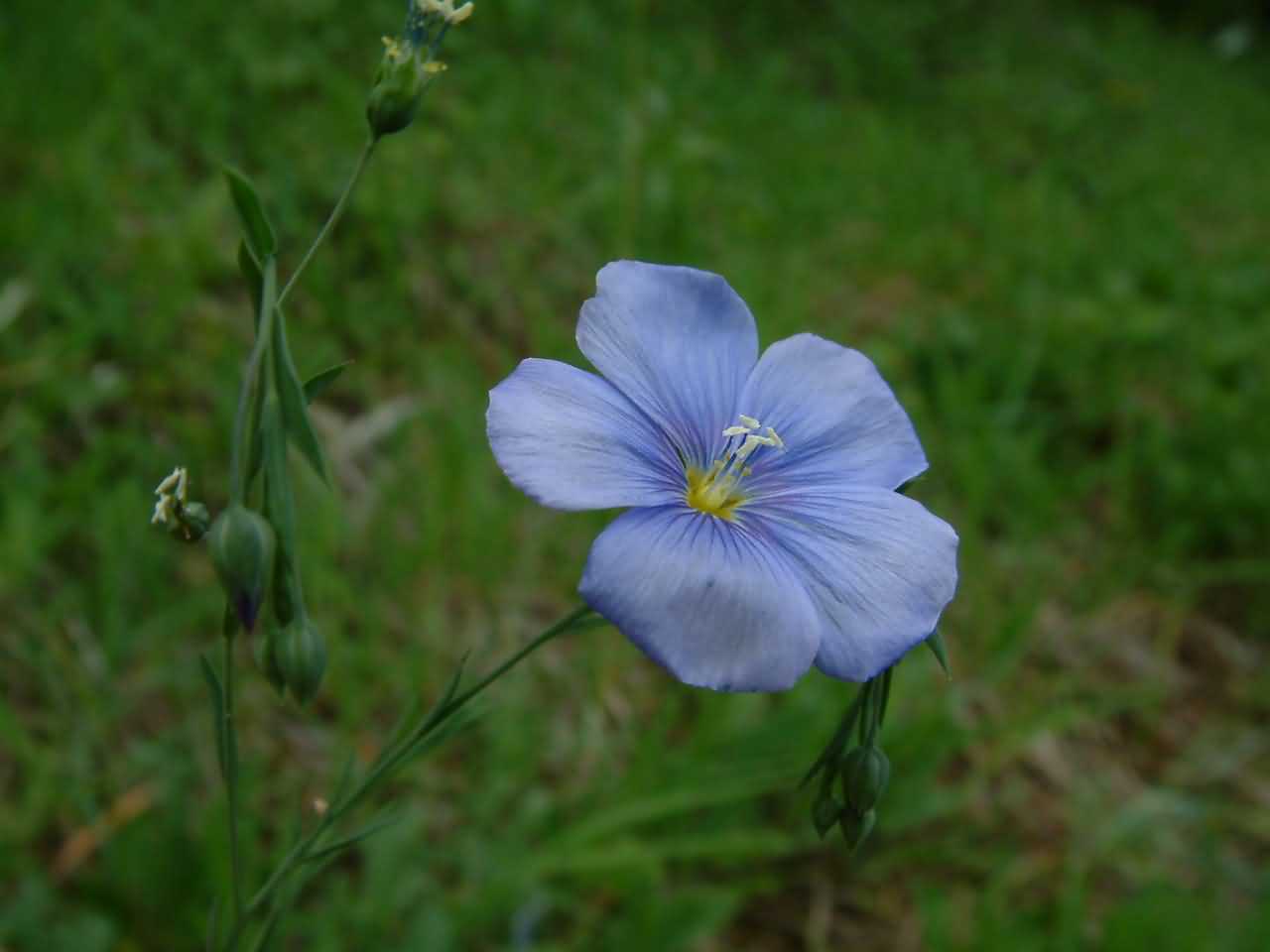 Linum austriacum 2