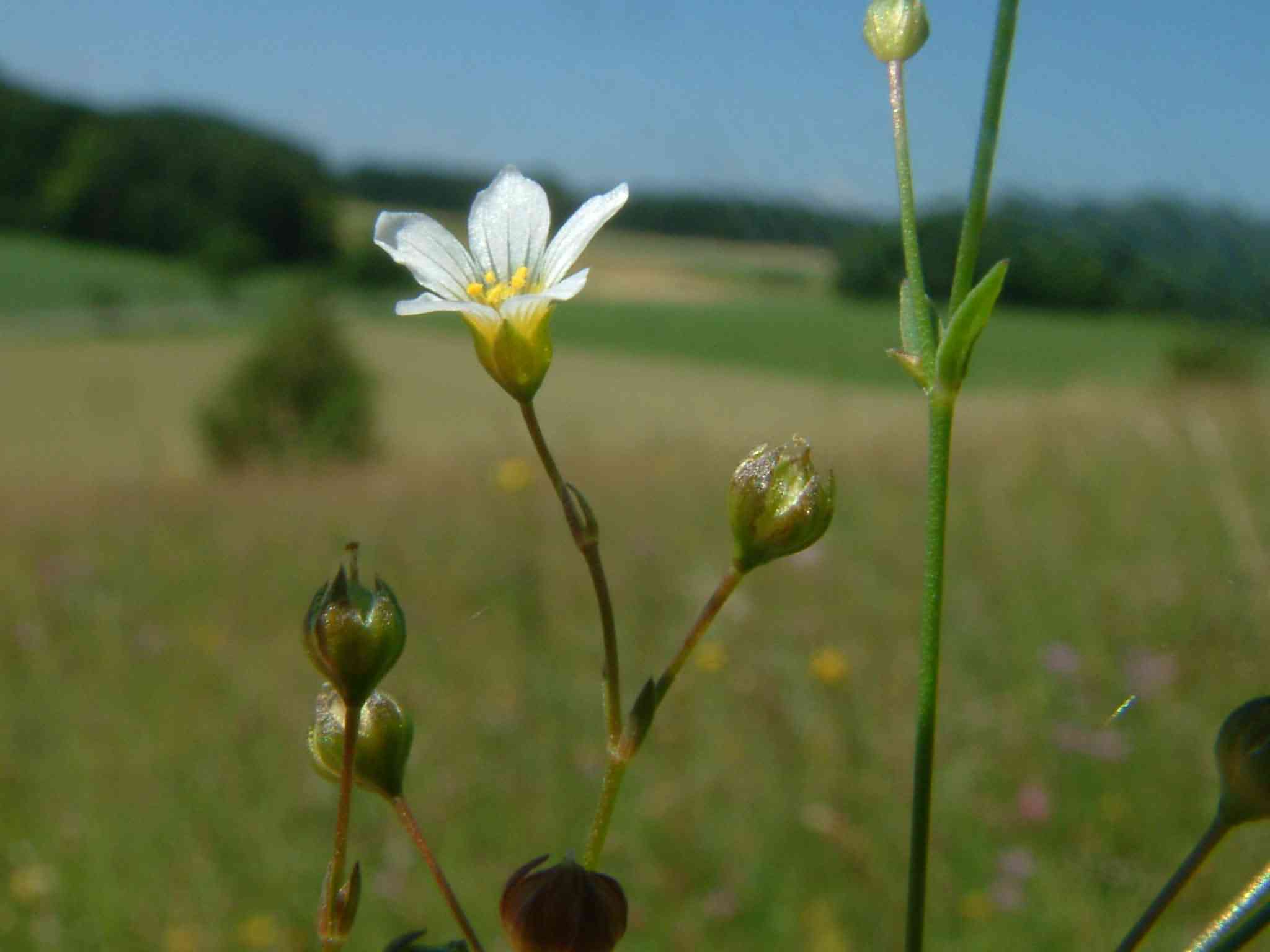 Linum catharticum 1