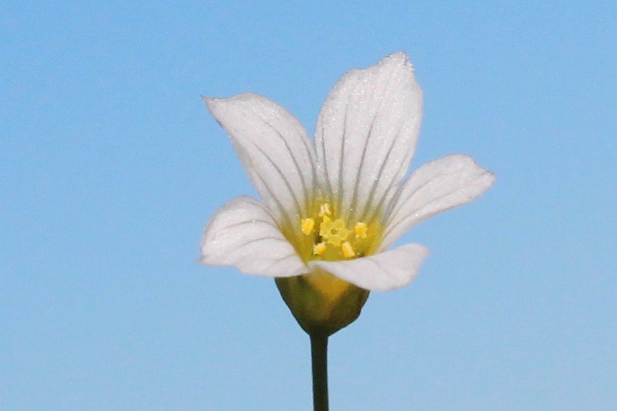 Linum catharticum 2