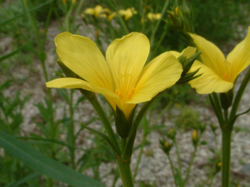 Linum flavum