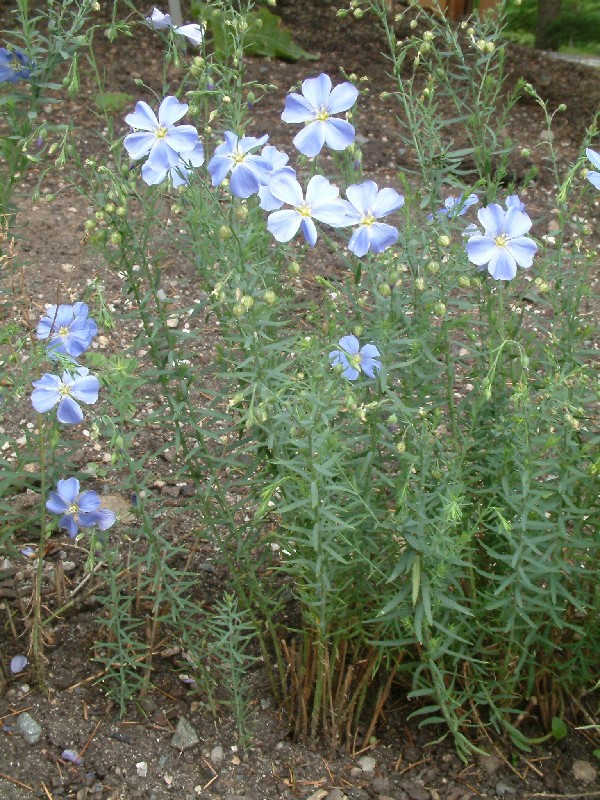 Linum perenne 1