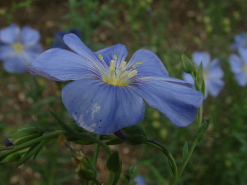 Linum perenne 2