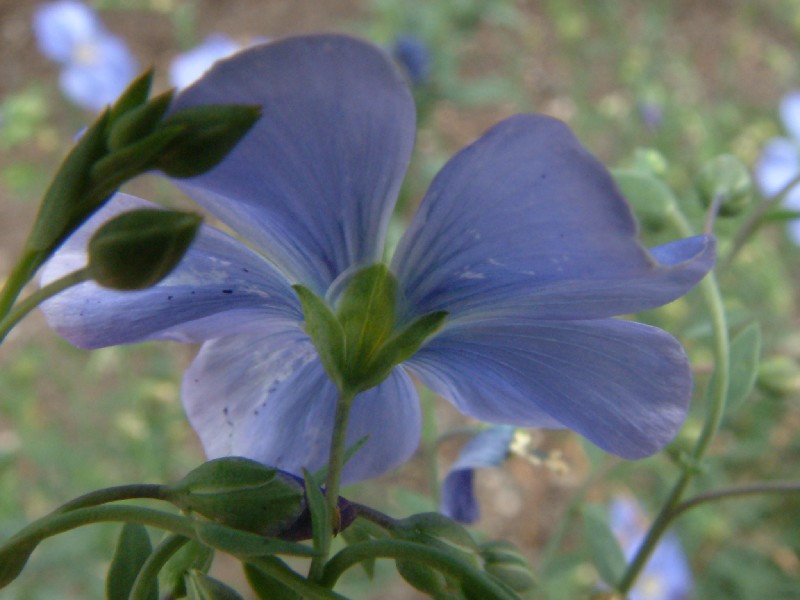 Linum perenne 3