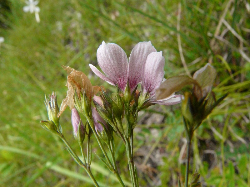 Linum tenuifolium 2