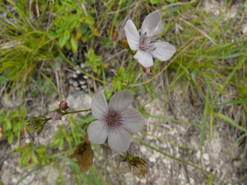 Linum tenuifolium 1