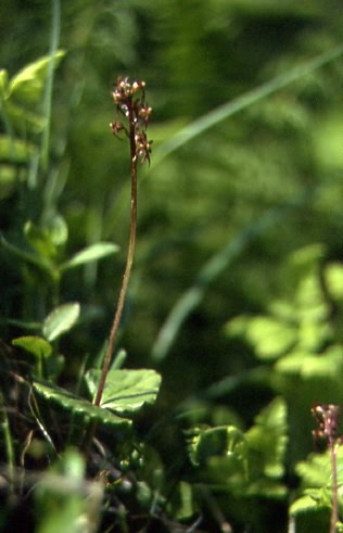 Listera cordata 1