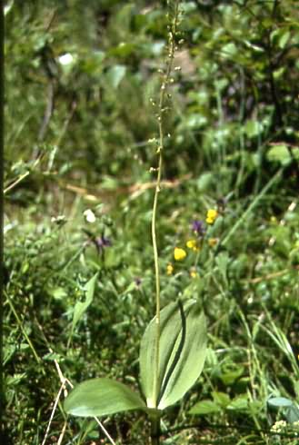 Listera ovata 1