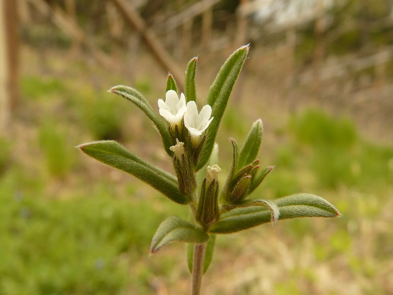 Lithospermum arvense 2