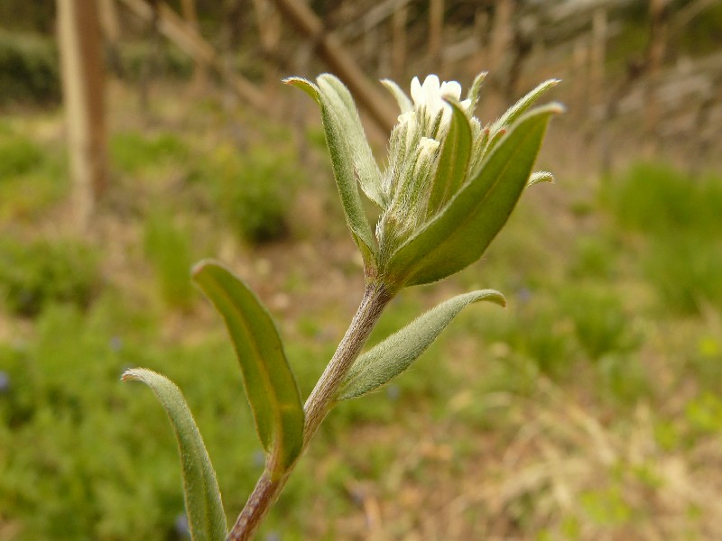 Lithospermum arvense 1