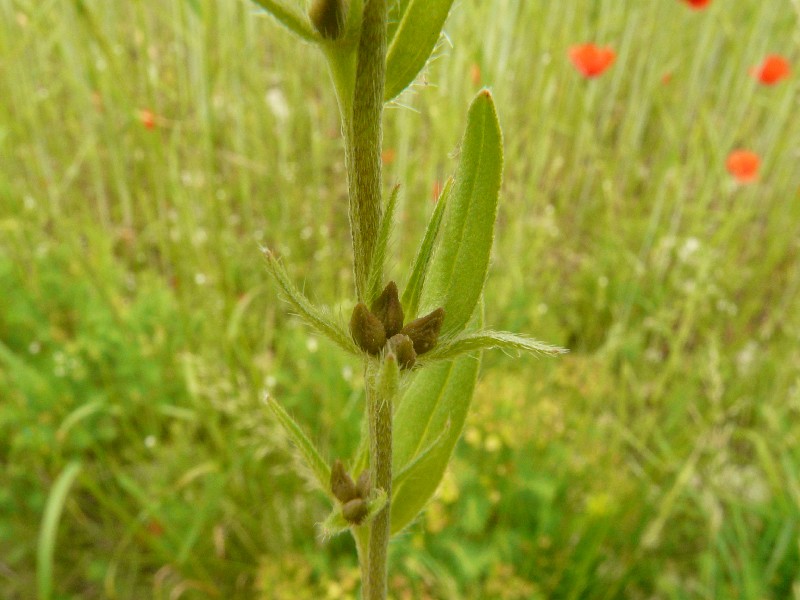 Lithospermum arvense 3