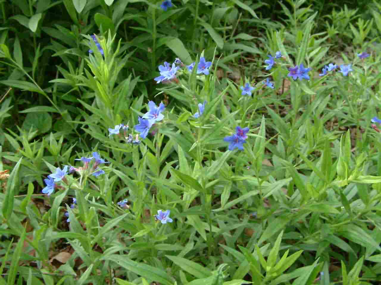 Lithospermum purpurocaeruleum 1