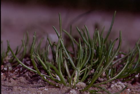 Littorella uniflora 1