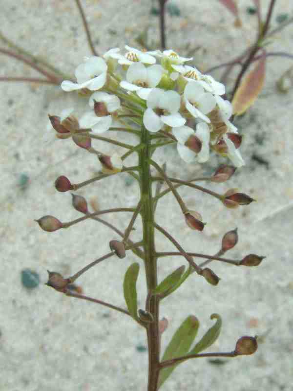 Lobularia maritima 2