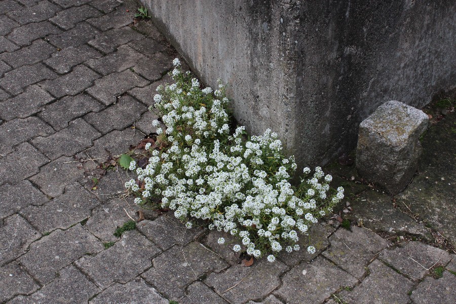 Lobularia maritima 1