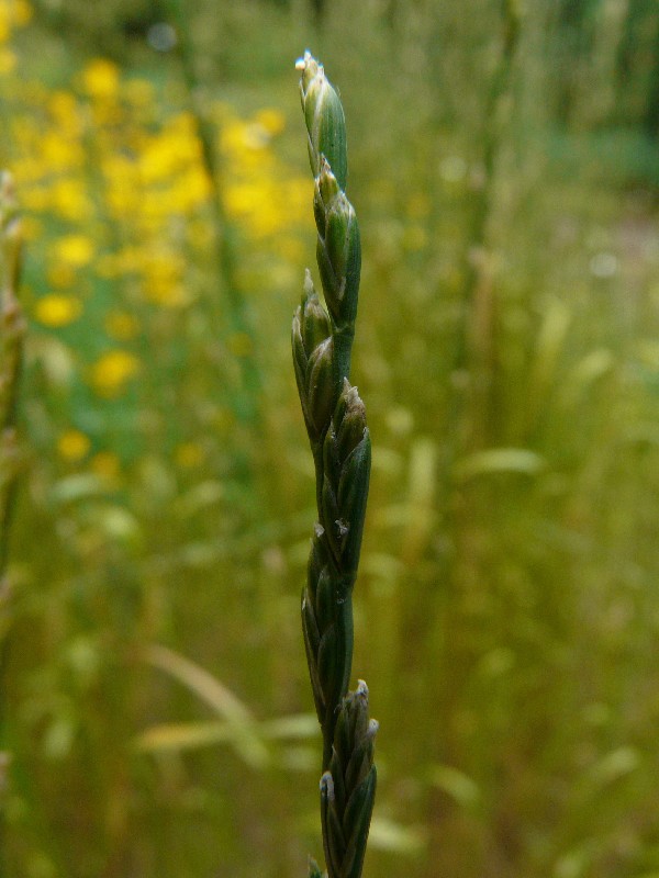 Lolium remotum 2