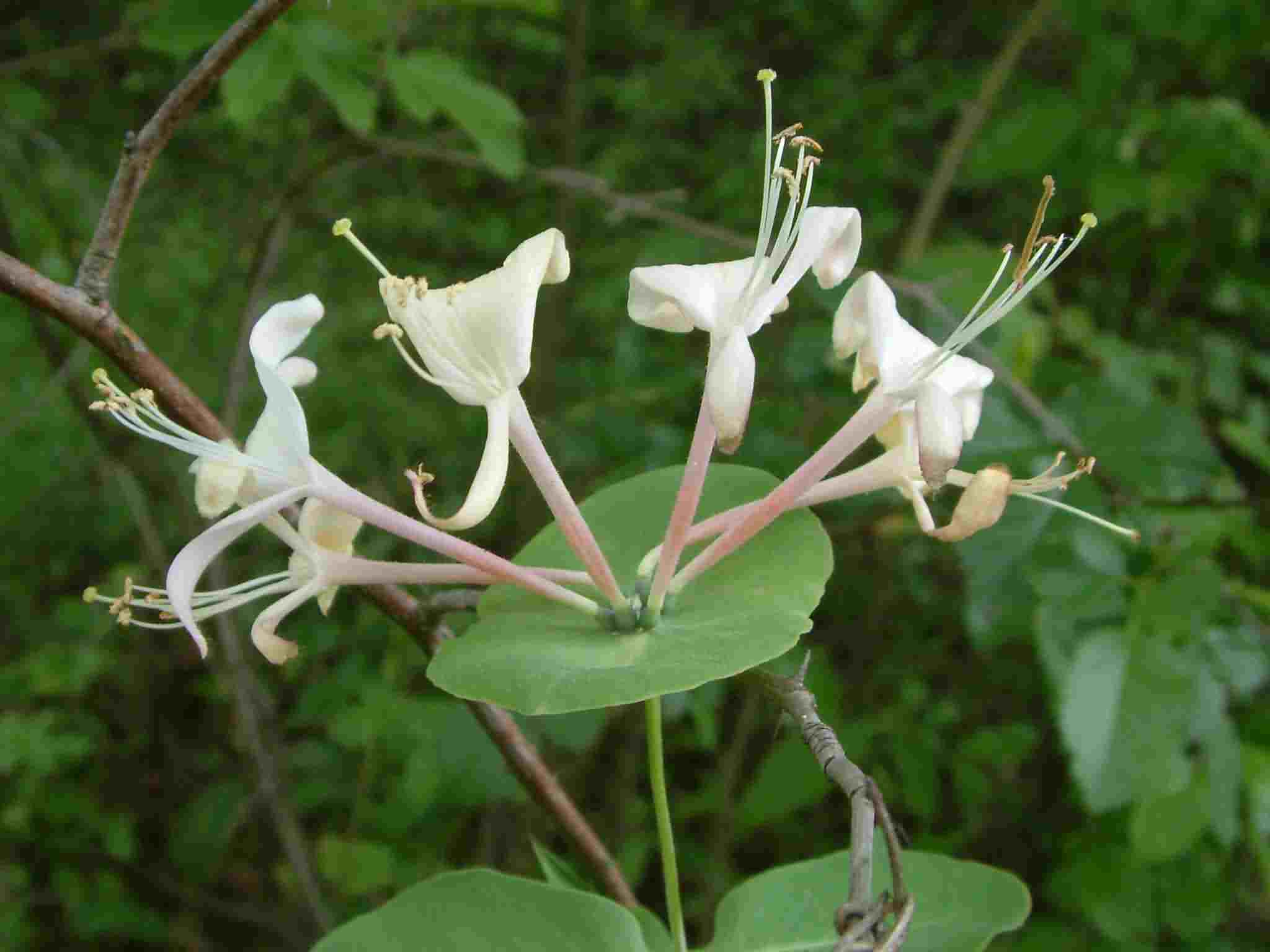 Lonicera caprifolium 2