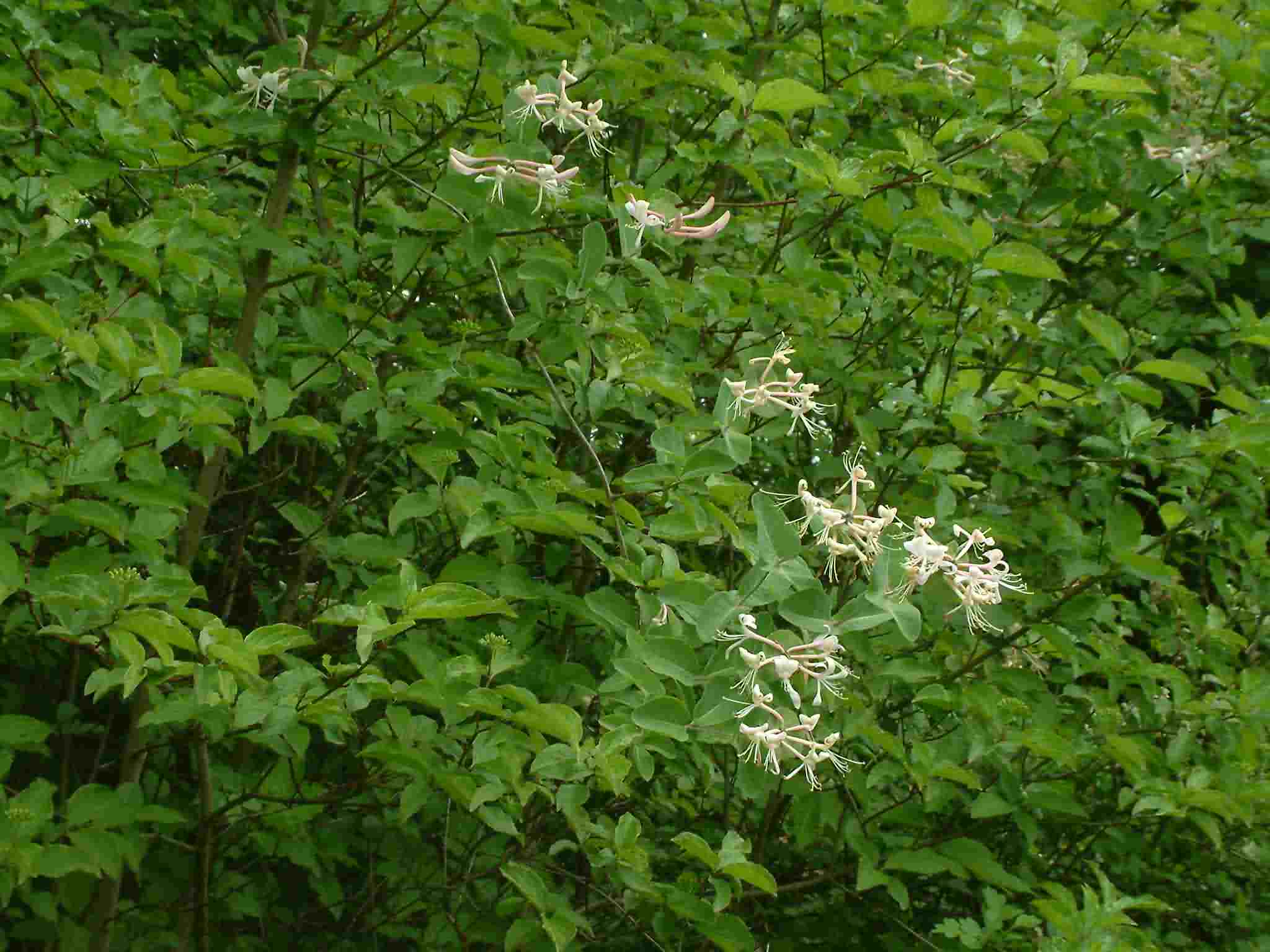 Lonicera caprifolium 1