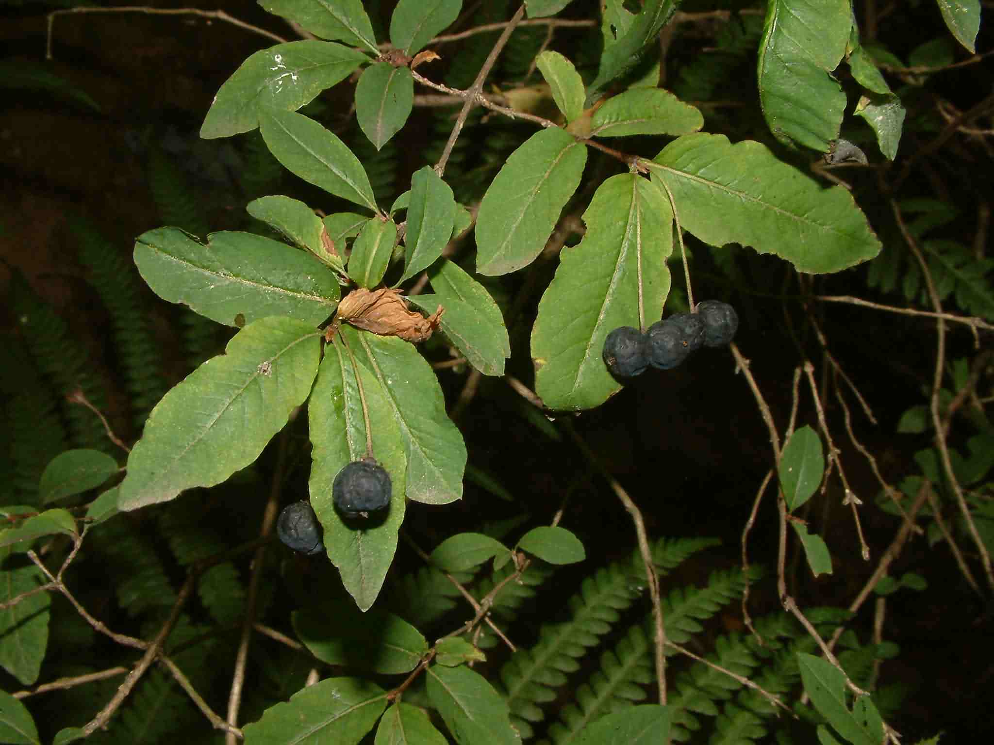 Lonicera nigra 3