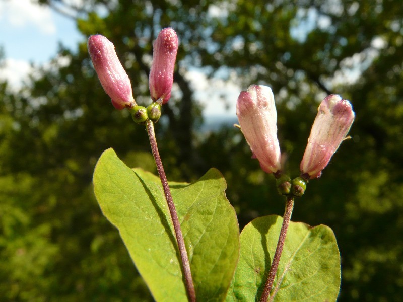 Lonicera nigra 1