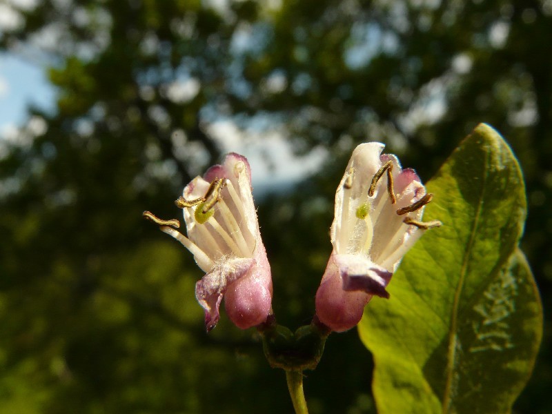 Lonicera nigra 2