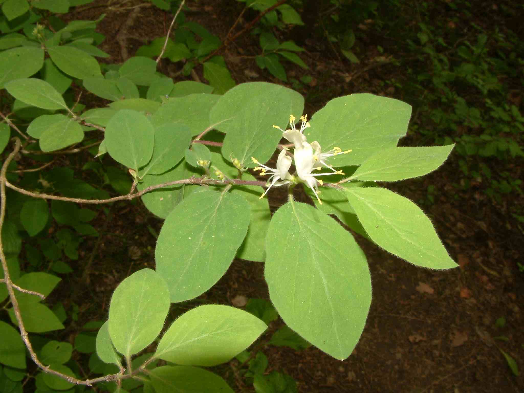 Lonicera xylosteum 2