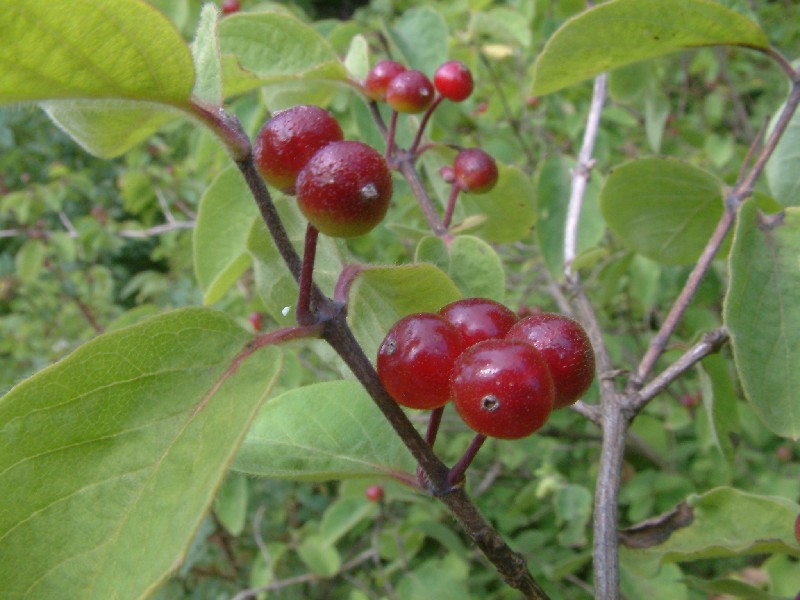 Lonicera xylosteum 4