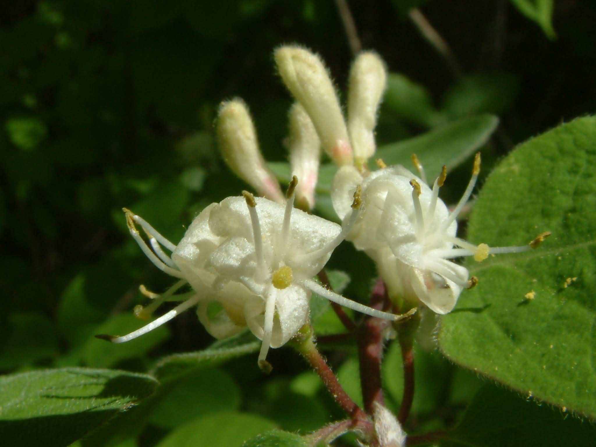 Lonicera xylosteum 3