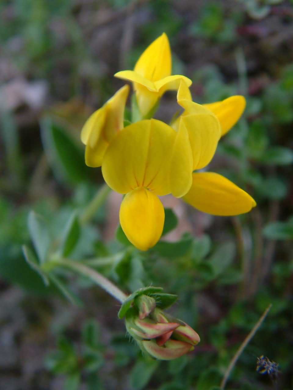 Lotus corniculatus 1