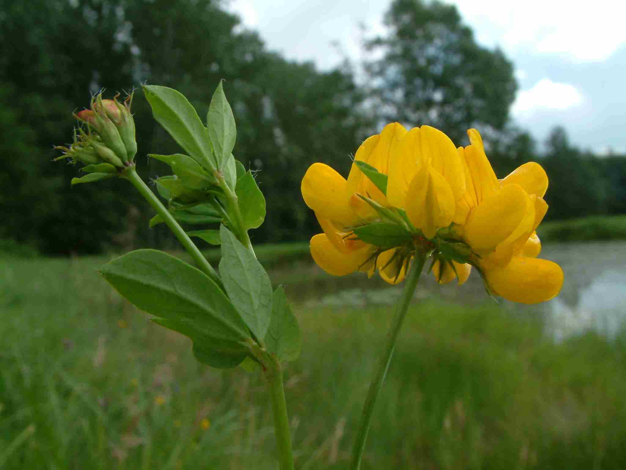 Lotus pedunculatus 1