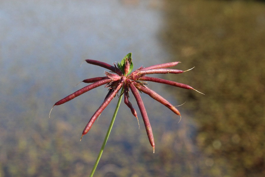 Lotus pedunculatus 3